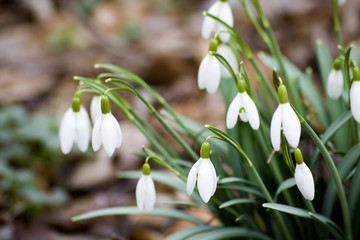 Snowdrops - spring flowers