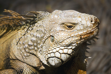 Komodo dragons, Indonesia