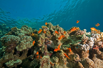 Fototapeta na wymiar coral, ocean and fish