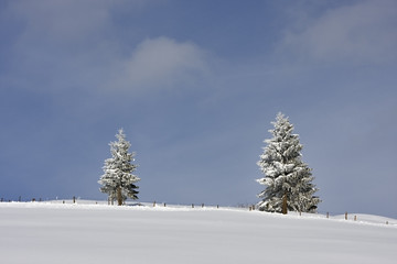 baum im schnee