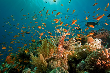 Naklejka na ściany i meble coral, ocean and fish