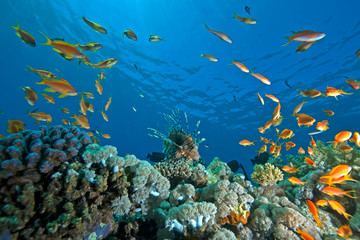 Obraz na płótnie Canvas coral, ocean and fish