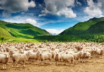 Wall murals Sheep Herd of sheep