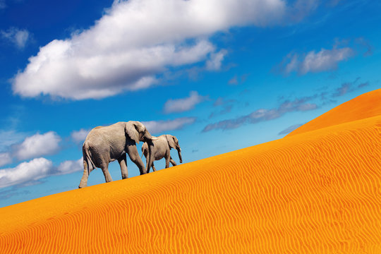 Desert fantasy, elephants walking