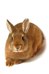 lapin couché