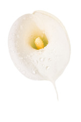 arum mouillé