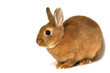 lapin beige