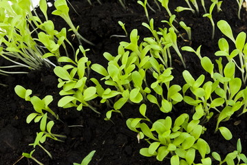 Sprouts salads in soil