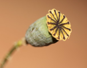 poppy-head