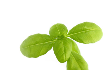Fototapeta premium Basil