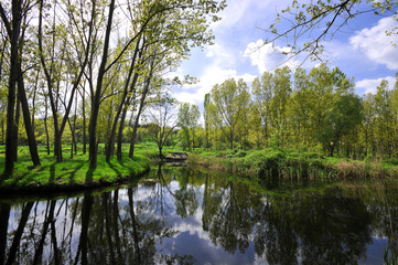 Fototapeta na wymiar Lake with forest