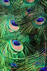 Fototapeta premium Peacock feather