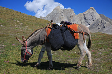 Ane porteur de bagages
