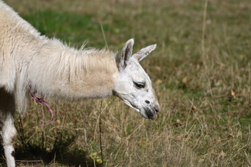 Lama