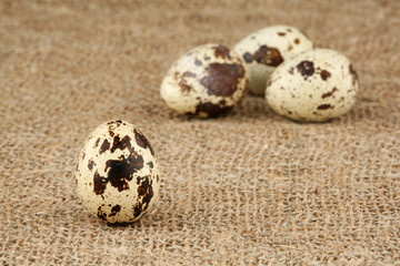 Obraz premium Eggs of a quail lie on a sacking
