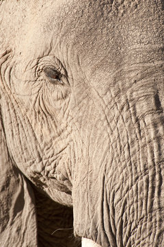 close-up of elephant head