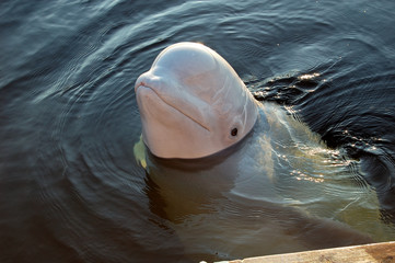 Polar whale © Igor Vostretsov