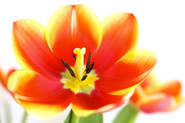 Obraz na płótnie Canvas Red tulip