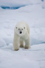 Door stickers Icebear Polar Bear