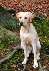 labrador retriever