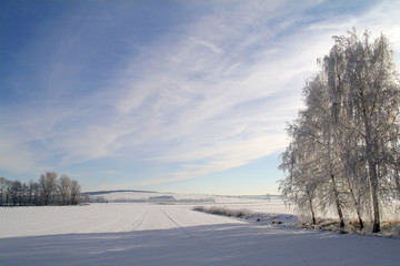 Winterbirken1
