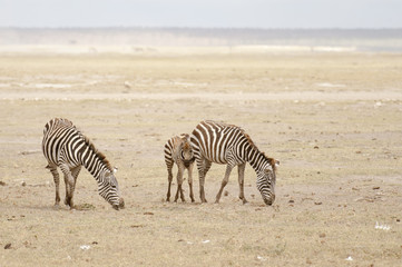 Fototapeta na wymiar Zebras and calf