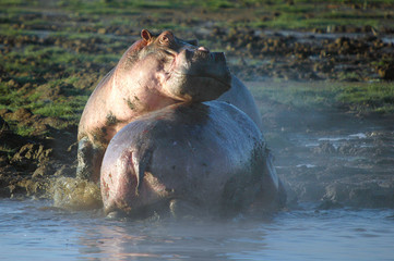Hippo (Hippopotamus amphibius) at Nakuru Lake, Kenya
