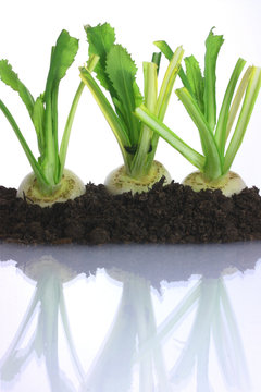 Three Baby Turnips Growing In Soil