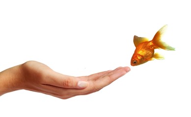 Golden fish