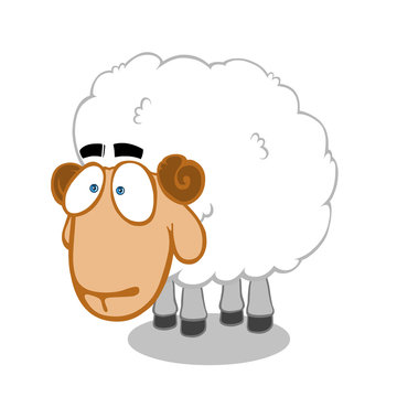 Unhappy sheep