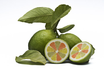 Lima limon pomelo naranja
