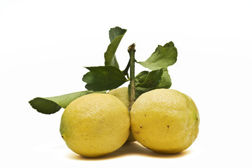 Limones amarillos en rama