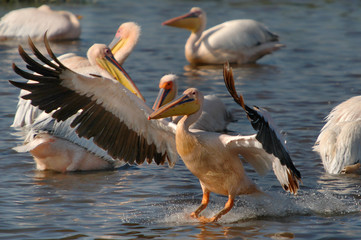 Fototapeta na wymiar Great White Pelican (Pelecanus onocrotalus) at Nakuru lake.
