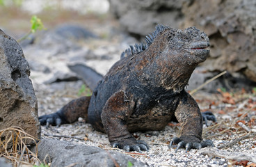 Fototapeta premium Galapagos iguana is looking around
