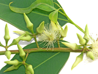 feuilles,capsules et fleurs d'eucalyptus