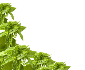 basil border background on white