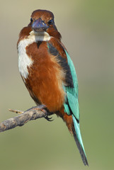 White-breasted Kingfisher  (Halcyon Smyrnensis)