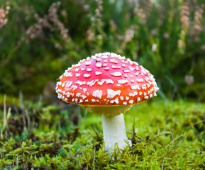 fly agaric in moss