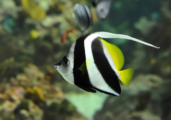 Fototapeta na wymiar tropikalna ryba