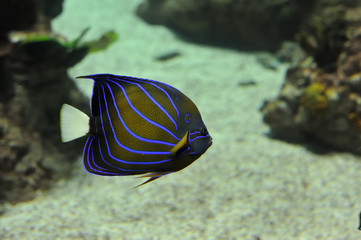 Fototapeta na wymiar tropikalna ryba 1