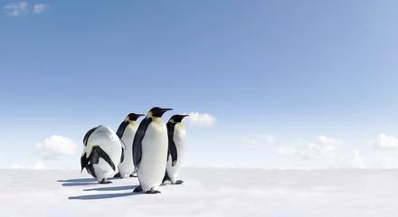 Crédence de cuisine en verre imprimé Pingouin Manchots empereurs