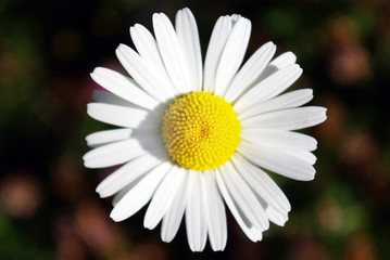 Fototapeta premium Gänseblümchen