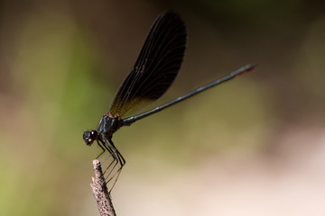 Libelle