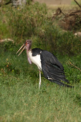 The Marabou Stork in African national park