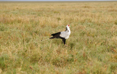 The Secretary Bird in African national park