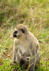 African Vervet Monkey with child