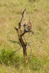 African Vervet Monkey with child