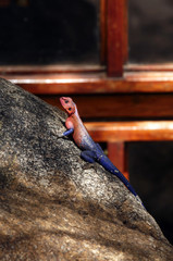 African Lizard (agama) in national park