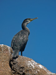 Kormoran