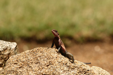Naklejka na ściany i meble African Lizard (agama) in national park